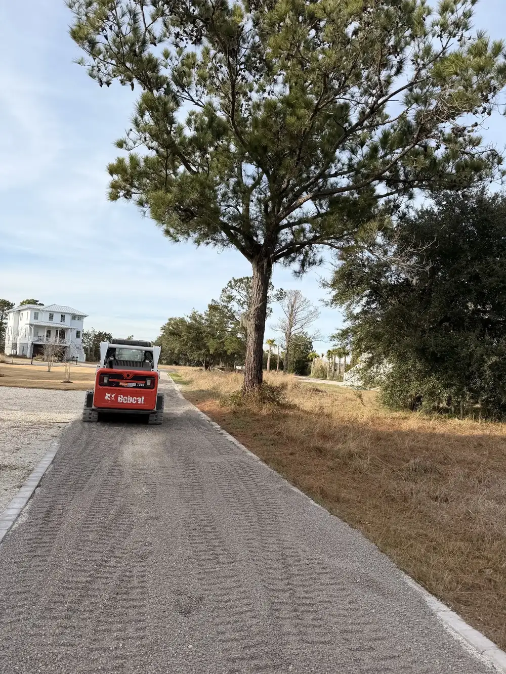 Long gravel driveway under a live oak