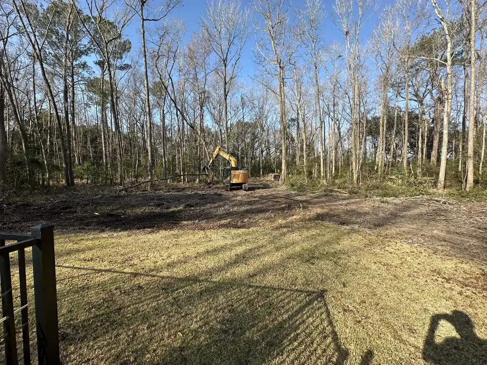 Open pine lot with the underbrush cleared